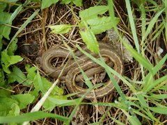 Thamnophis elegans