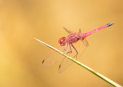 Trithemis selika