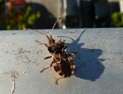 Centrocoris variegatus