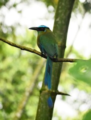 Momotus aequatorialis