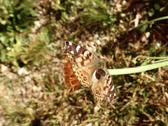 Vanessa braziliensis