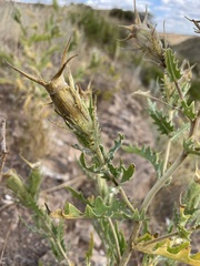 Mentzelia decapetala