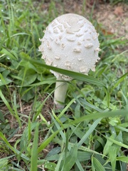 Agaricaceae