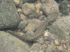 Necturus maculosus