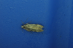 Taygete attributella