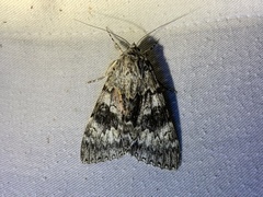 Catocala semirelicta