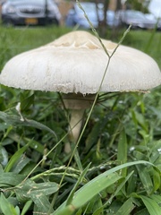 Agaricaceae