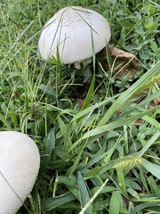 Agaricaceae