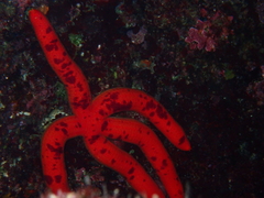 Ophidiaster ophidianus