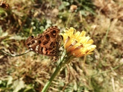 Vanessa braziliensis