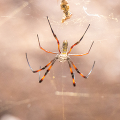 Trichonephila inaurata