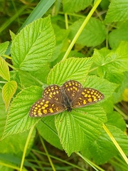Melitaea