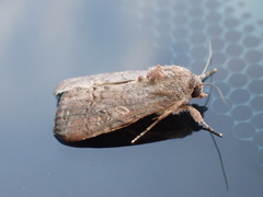 Spodoptera