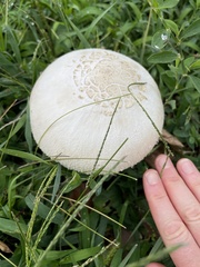 Agaricaceae