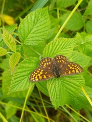 Melitaea
