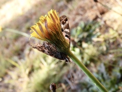 Vanessa braziliensis
