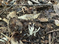 Clavaria