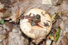 Russulaceae