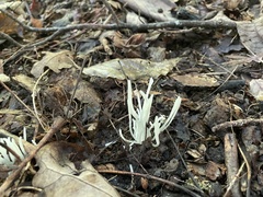 Clavaria