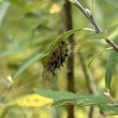 Acronicta impressa