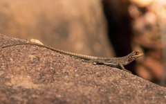 Oplurus quadrimaculatus