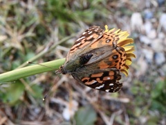 Vanessa braziliensis
