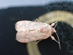Spodoptera