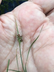 Juncus compressus