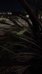 Microcentrum rhombifolium