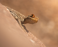 Oplurus quadrimaculatus