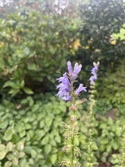 Salvia lyrata