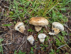 Catathelasma