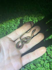 Thamnophis saurita