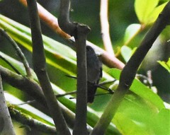 Amazilia tzacatl