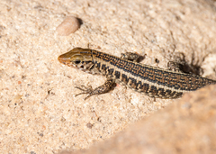 Zonosaurus laticaudatus