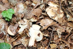 Russulaceae