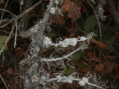 Rhopalomyia floccosa