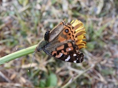 Vanessa braziliensis
