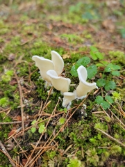 Pleurocybella porrigens