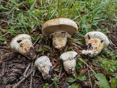 Catathelasma