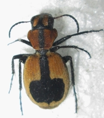 Graphipterus cordiger