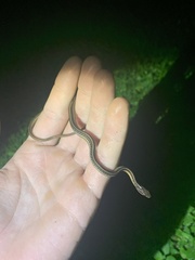 Thamnophis saurita