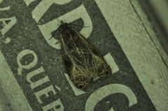 Olethreutes quadrifidum
