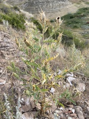 Mentzelia decapetala