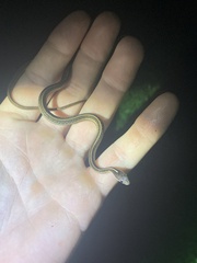 Thamnophis saurita