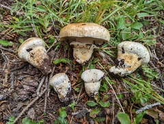 Catathelasma