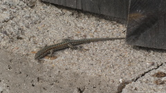 Podarcis guadarramae