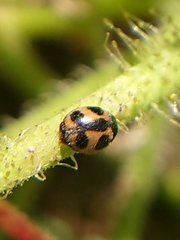 Platynaspidius maculosa