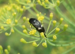 Variimorda villosa