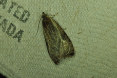 Olethreutes quadrifidum
